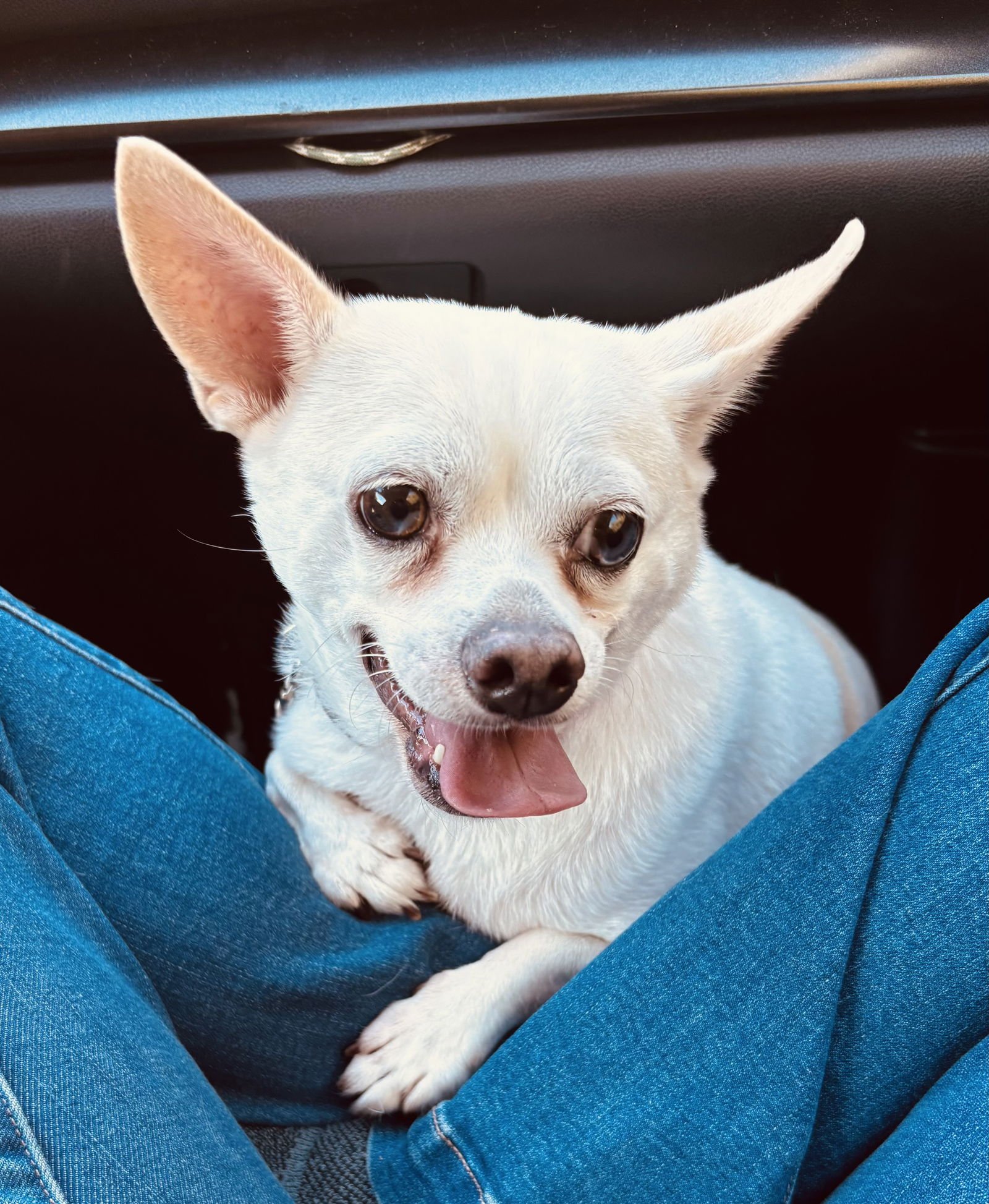 GORDY - Chihuahua available for adoption