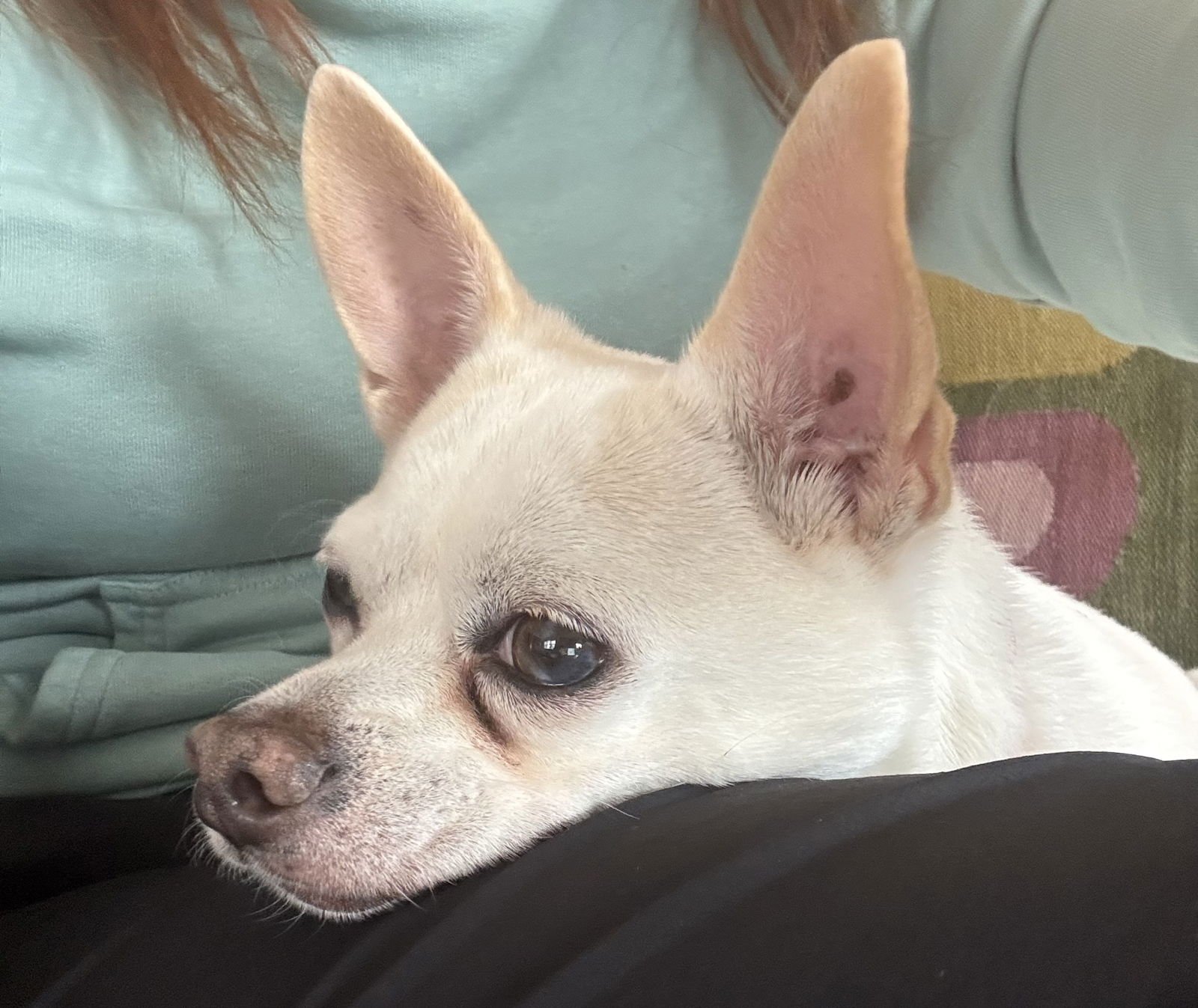 GORDY - Chihuahua available for adoption