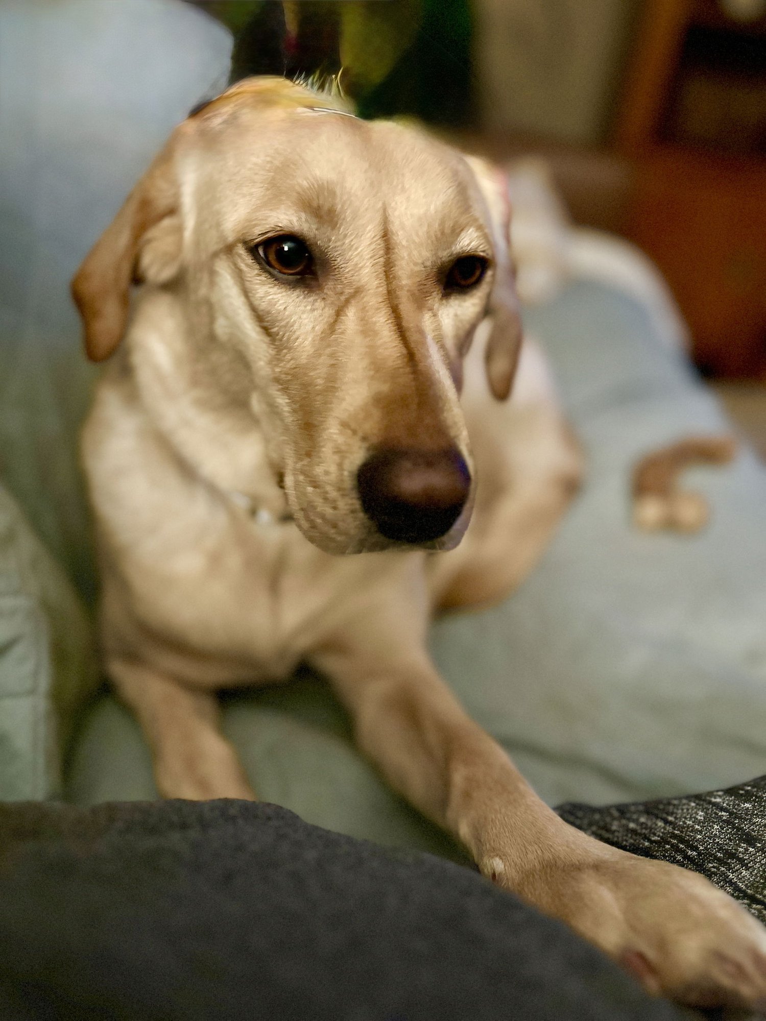 SARAH HW+ - Yellow Labrador Retriever available for adoption