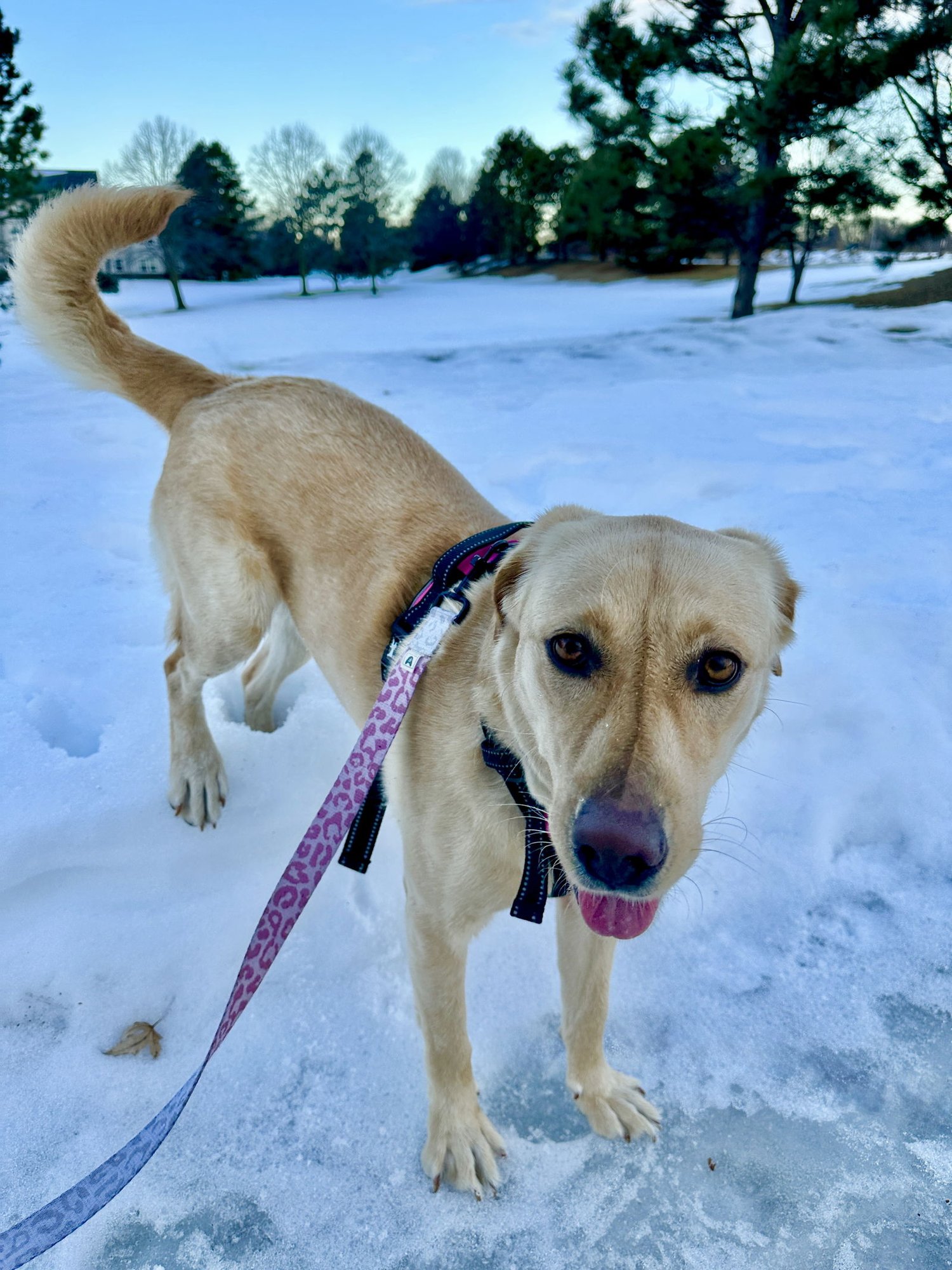 SARAH HW+ - Yellow Labrador Retriever available for adoption