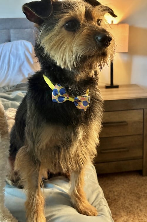 MARTY JANE - Terrier / Yorkshire Terrier Yorkie available for adoption