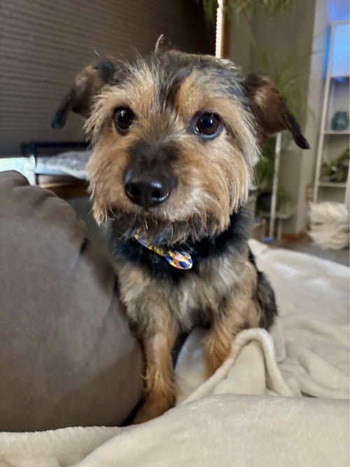 MARTY JANE - Terrier / Yorkshire Terrier Yorkie available for adoption