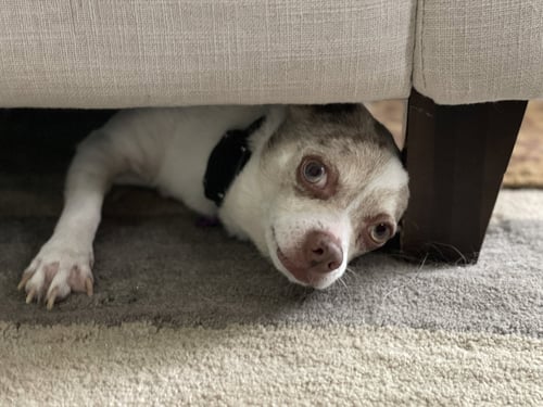 CUYON - Chihuahua available for adoption