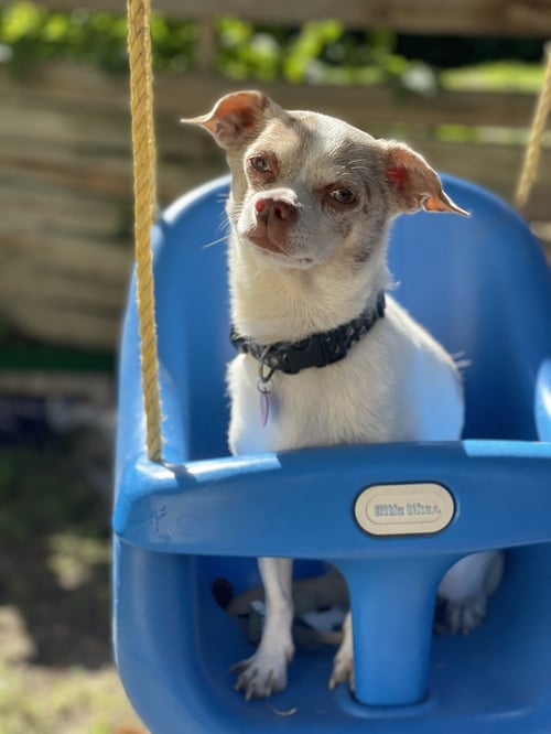 CUYON - Chihuahua available for adoption
