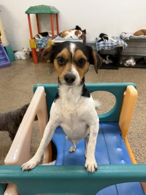 KOZMO - Dachshund / Terrier available for adoption