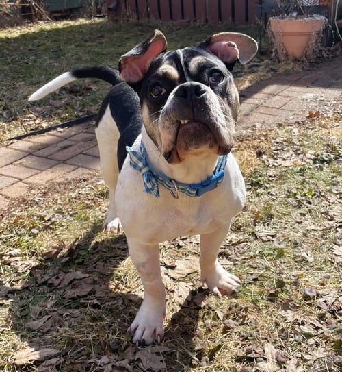 STINKBUG - English Bulldog available for adoption