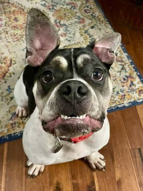 STINKBUG - English Bulldog available for adoption
