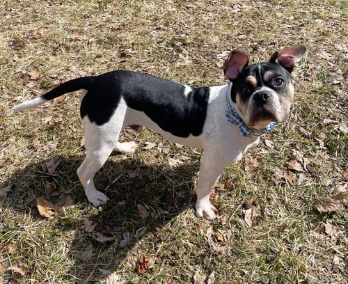 STINKBUG - English Bulldog available for adoption