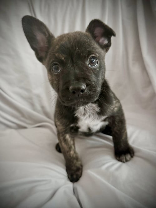 CABALLO - French Bulldog / Cattle Dog available for adoption