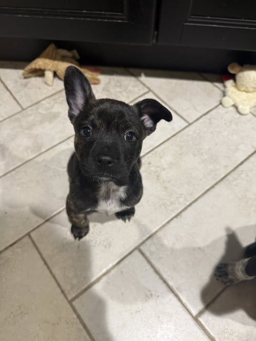 CABALLO - French Bulldog / Cattle Dog available for adoption