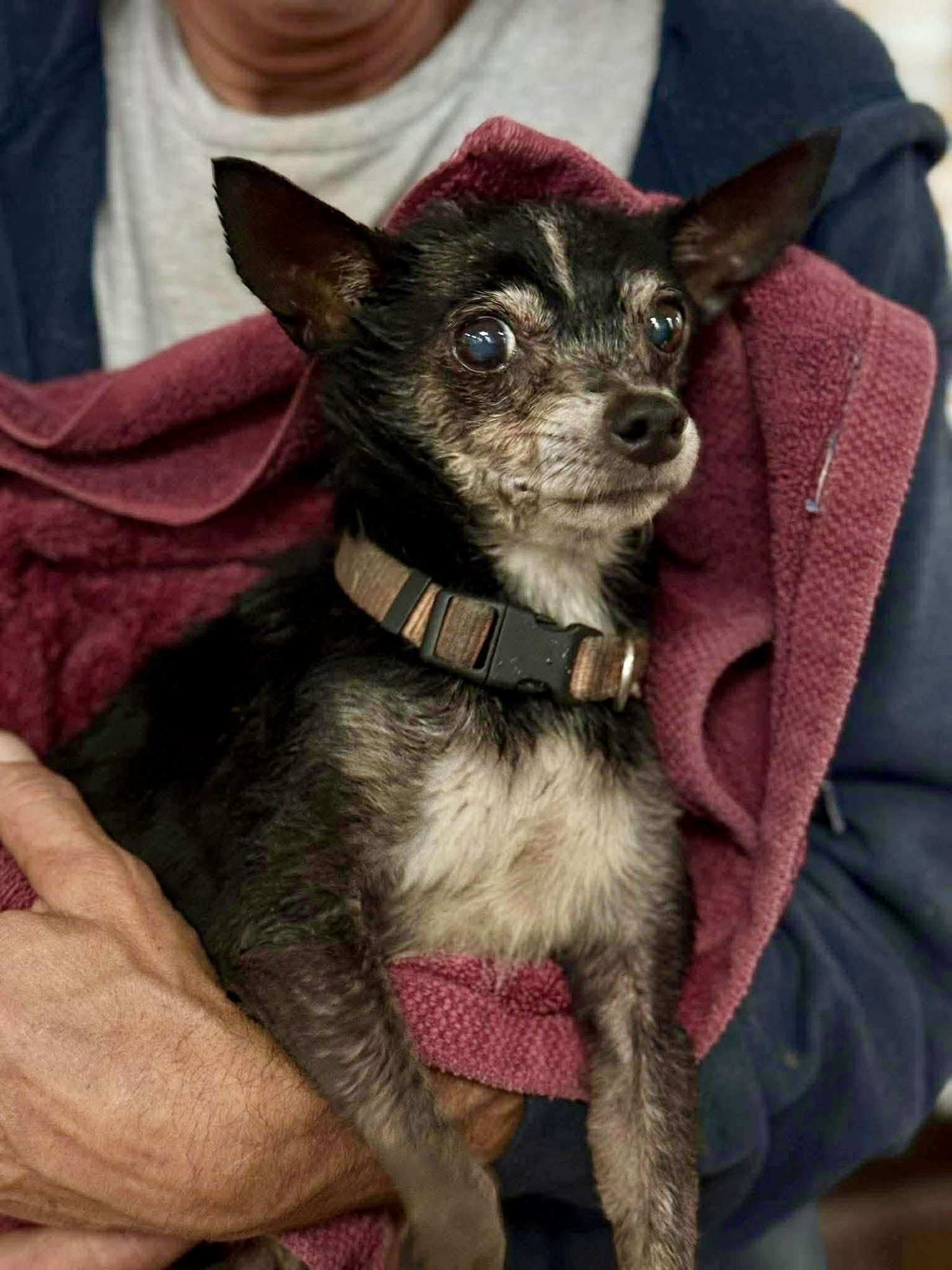 FRENCHI - Chihuahua available for adoption
