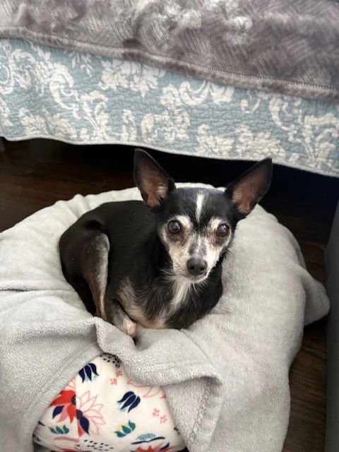 FRENCHI - Chihuahua available for adoption