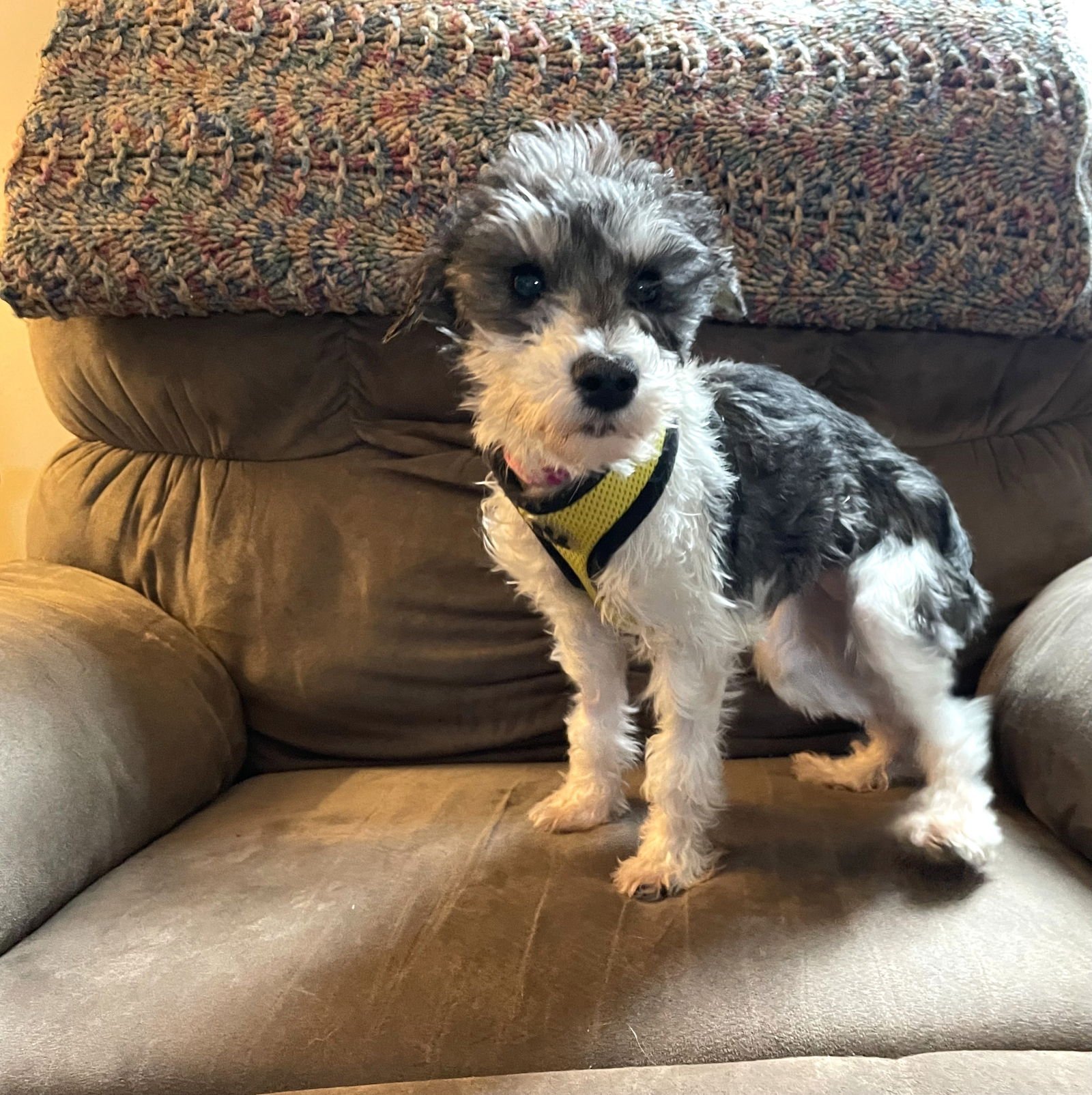MELLOW - Miniature Schnauzer available for adoption
