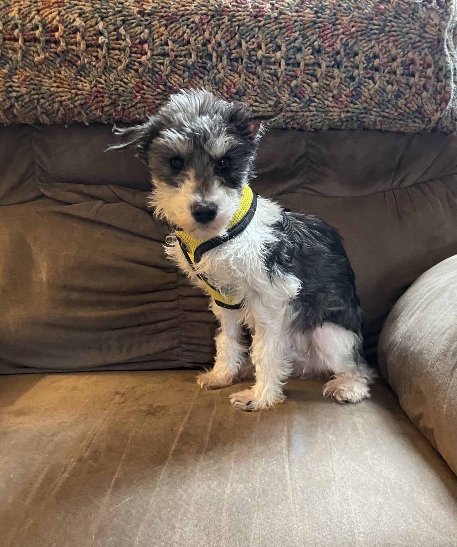 MELLOW - Miniature Schnauzer available for adoption