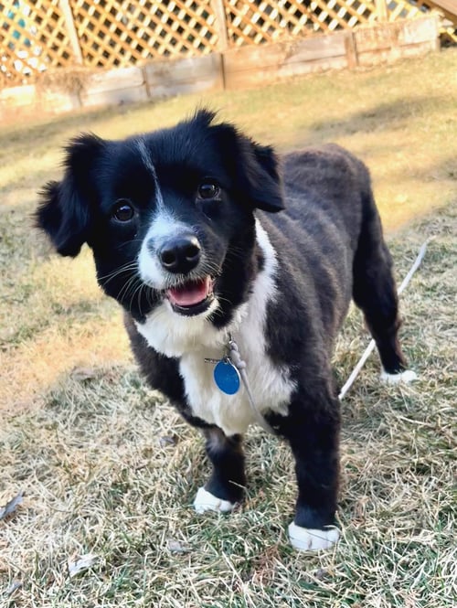DOVE - Australian Shepherd available for adoption