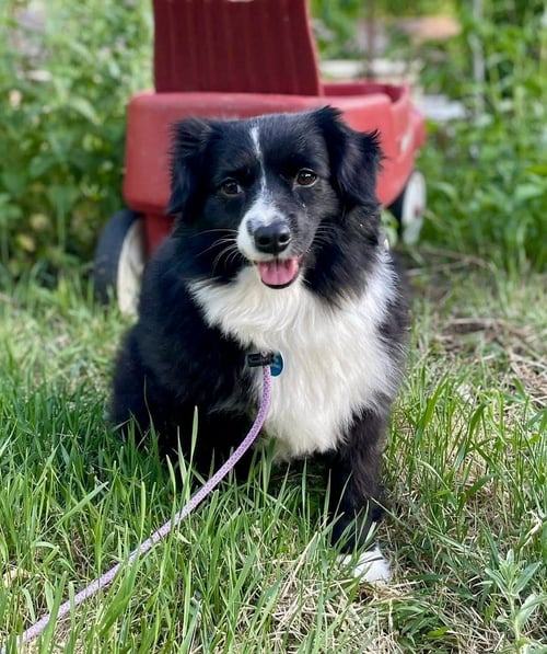 DOVE - Australian Shepherd available for adoption
