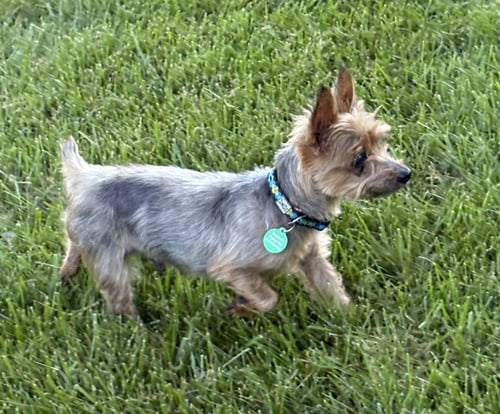 GANDALF - Yorkshire Terrier Yorkie available for adoption