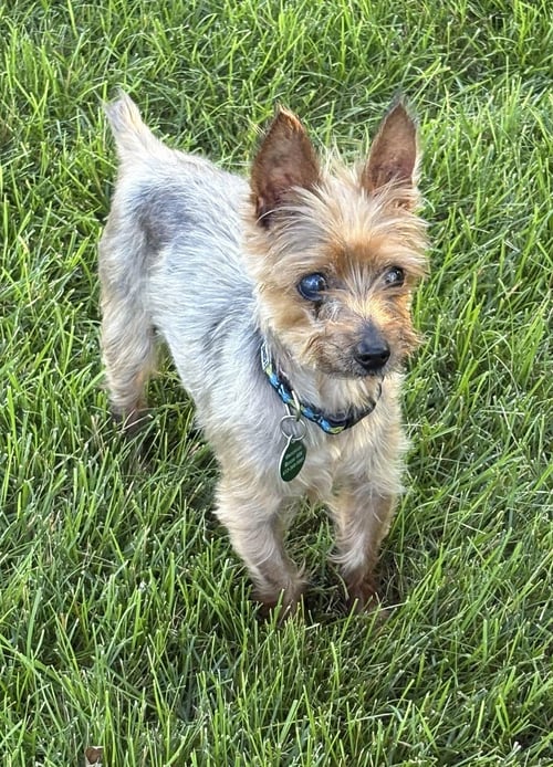 GANDALF - Yorkshire Terrier Yorkie available for adoption