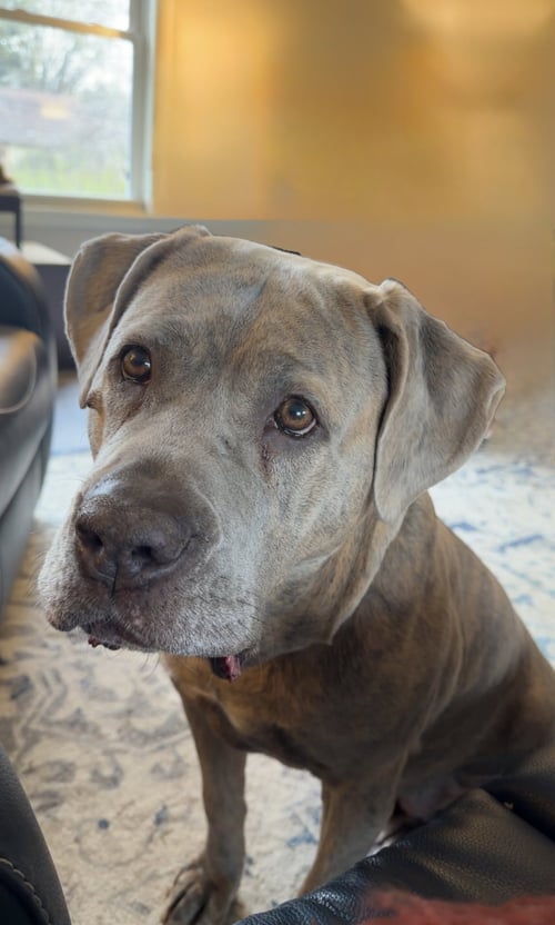 LONDON - Cane Corso Mastiff available for adoption