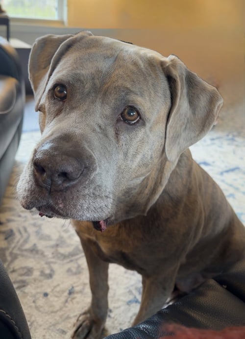 LONDON - Cane Corso Mastiff available for adoption