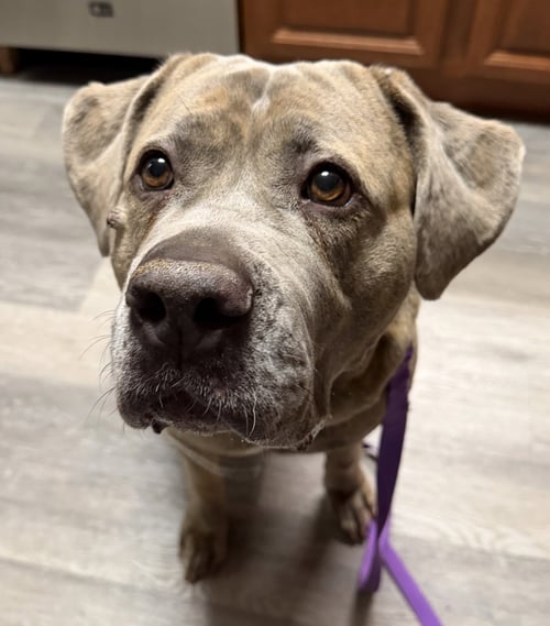 LONDON - Cane Corso Mastiff available for adoption
