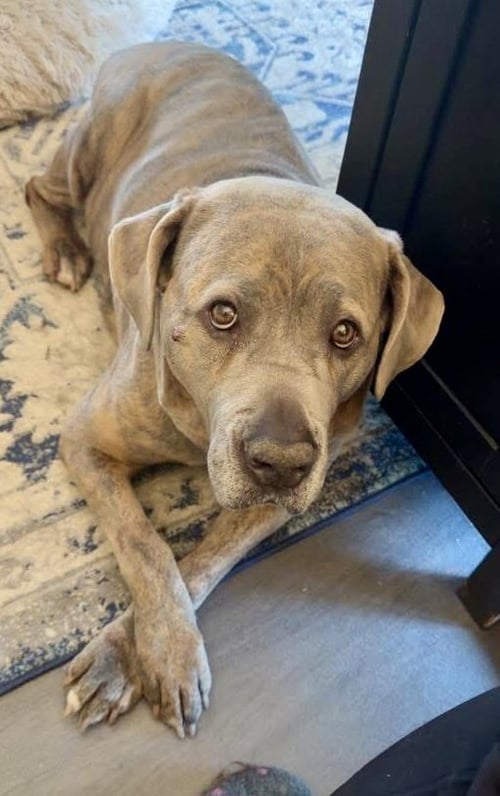 LONDON - Cane Corso Mastiff available for adoption