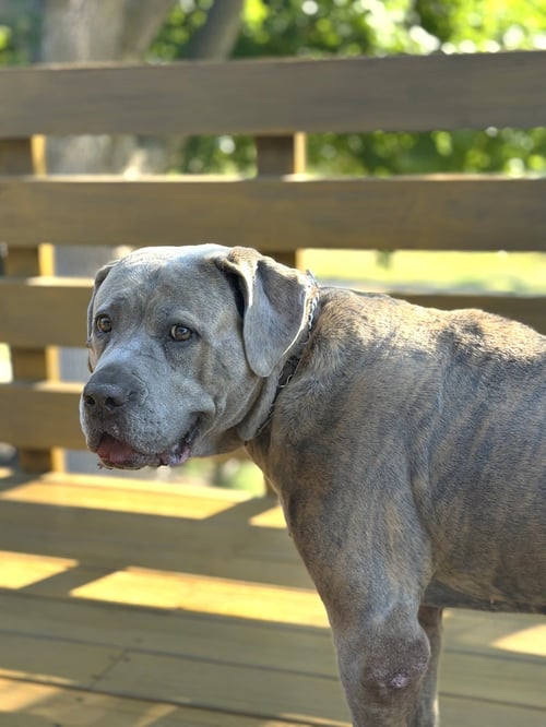 LONDON - Cane Corso Mastiff available for adoption