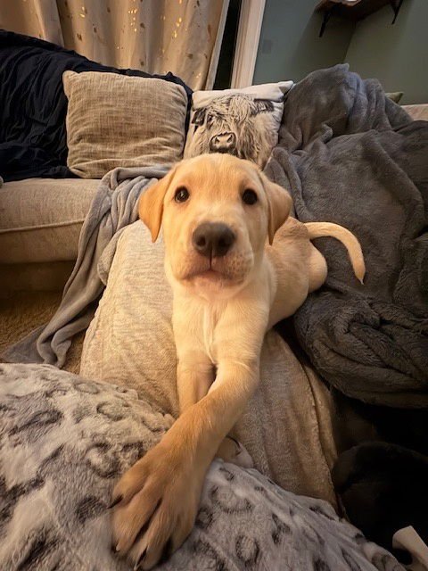 STYMIE - Terrier / Labrador Retriever available for adoption