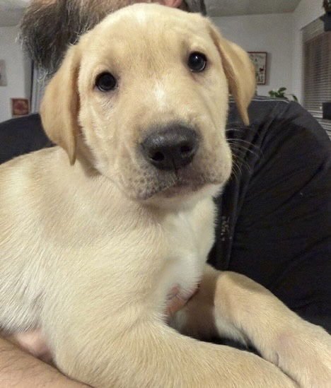 STYMIE - Terrier / Labrador Retriever available for adoption