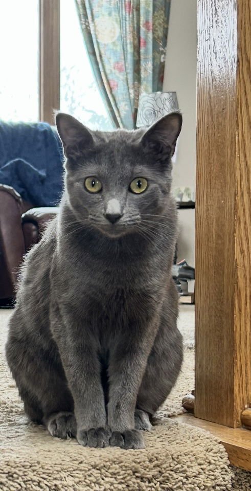 WASABI - Domestic Short Hair available for adoption