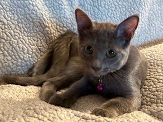 WASABI - Domestic Short Hair available for adoption