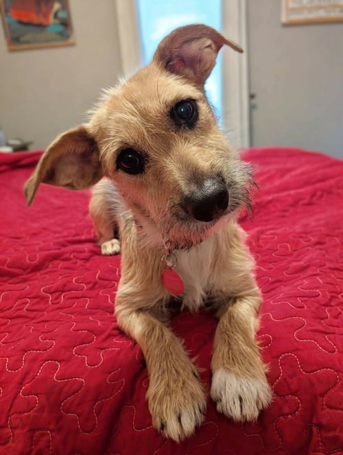 CLOVER - Terrier available for adoption