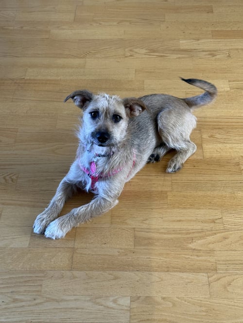 CLOVER - Terrier available for adoption