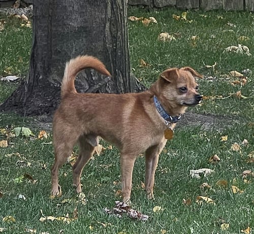 ACE - Chihuahua available for adoption
