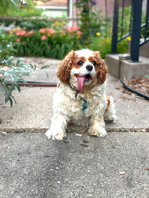 SUNNY - Cavalier King Charles Spaniel available for adoption