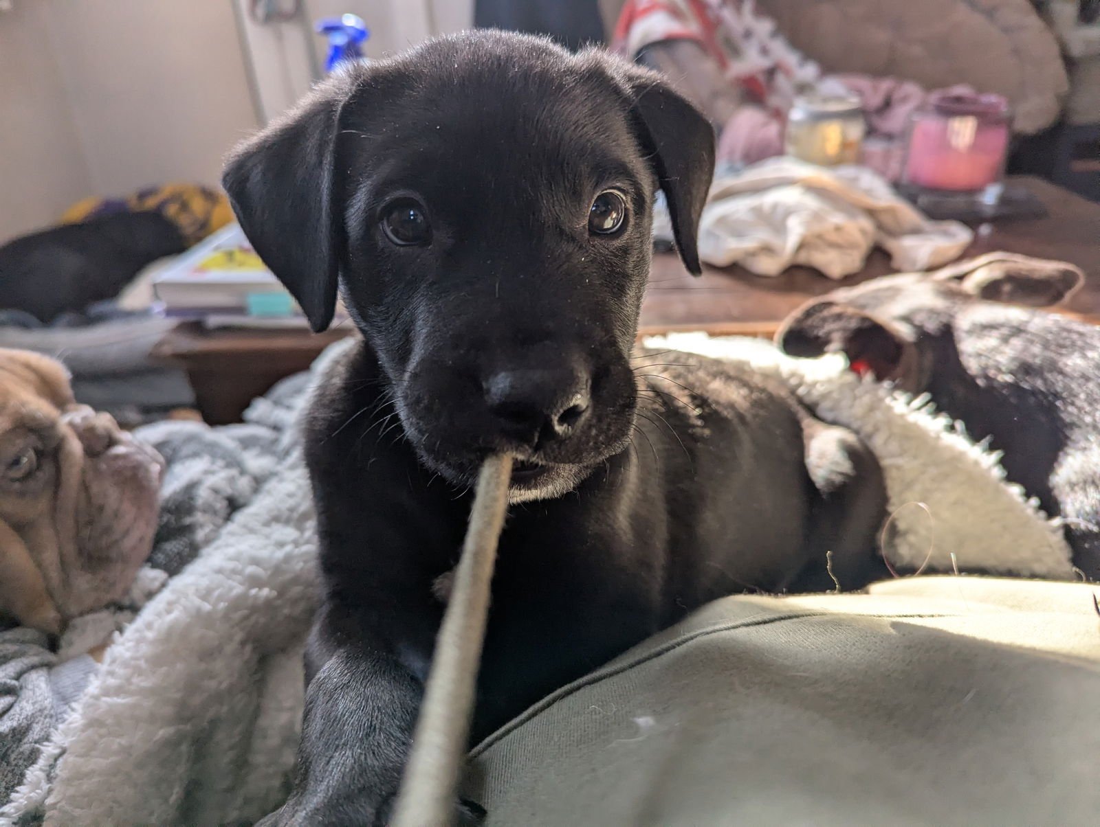 ALFALFA - Labrador Retriever / Terrier available for adoption