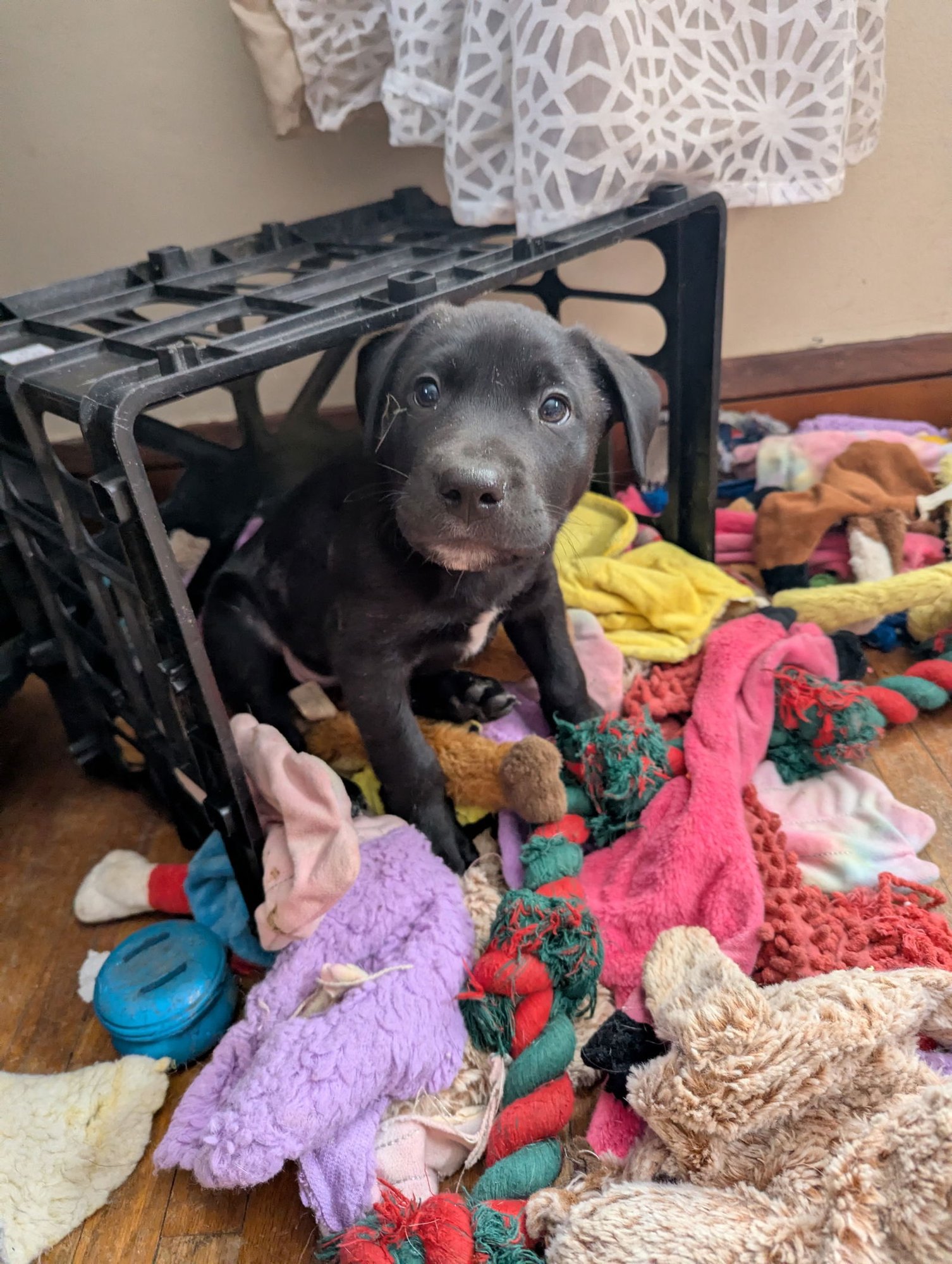 ALFALFA - Labrador Retriever / Terrier available for adoption