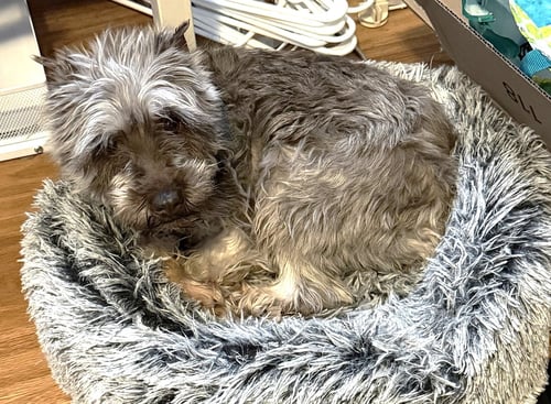 TIE DYE - Miniature Schnauzer available for adoption