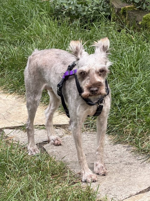 TIE DYE - Miniature Schnauzer available for adoption