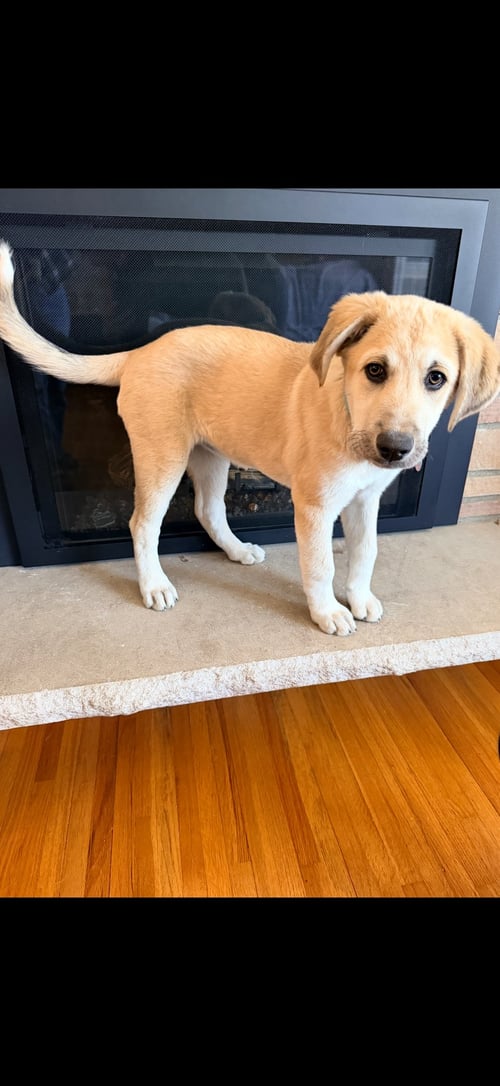 SWEET PEA - Shepherd available for adoption