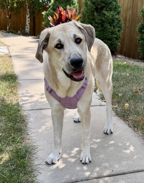 SWEET PEA - Shepherd available for adoption