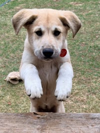 Sweet Pea - Photo 9