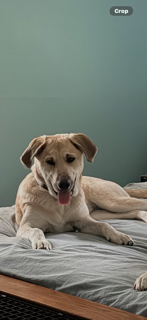 SWEET PEA - Shepherd available for adoption