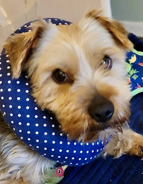 MICHAEL - Yorkshire Terrier Yorkie available for adoption