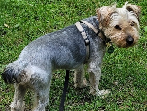 MICHAEL - Yorkshire Terrier Yorkie available for adoption