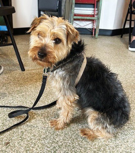 MICHAEL - Yorkshire Terrier Yorkie available for adoption