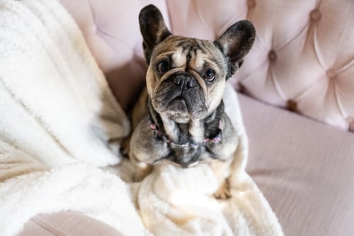 OPHELIA - French Bulldog available for adoption
