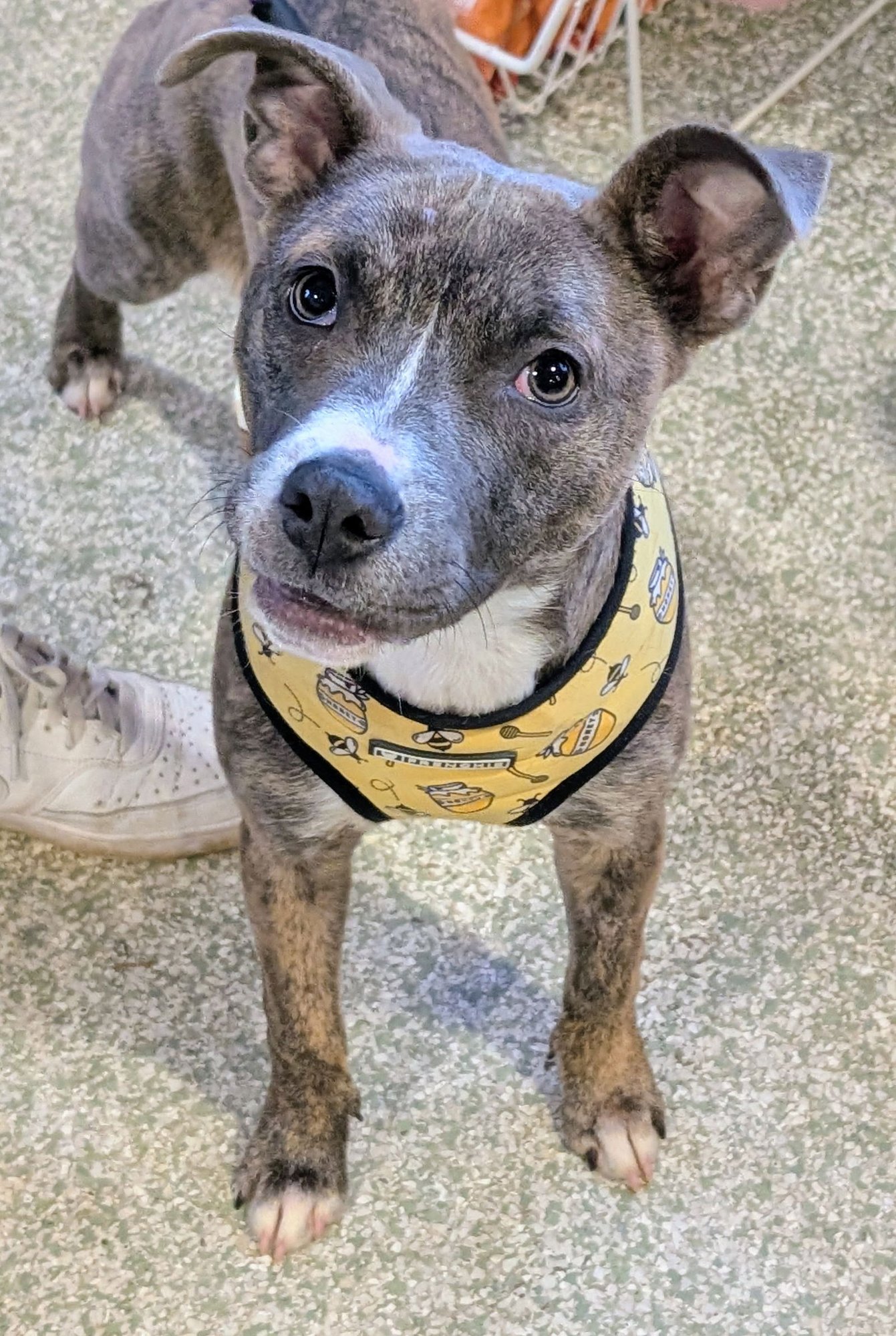 JIVE - Pit Bull Terrier available for adoption