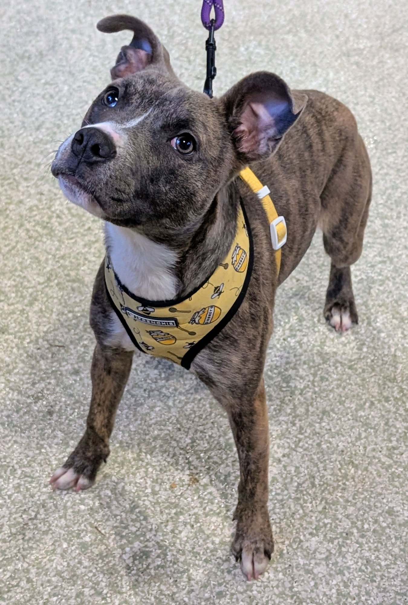 JIVE - Pit Bull Terrier available for adoption