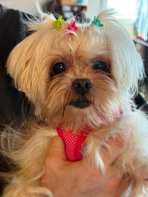 ISABEL - Maltese available for adoption